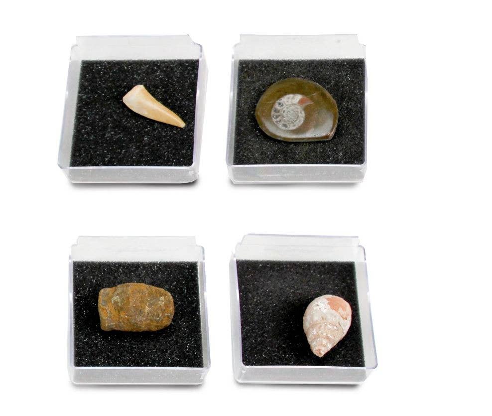 GEOWorld - The Nature Collections - Fossils Set #1