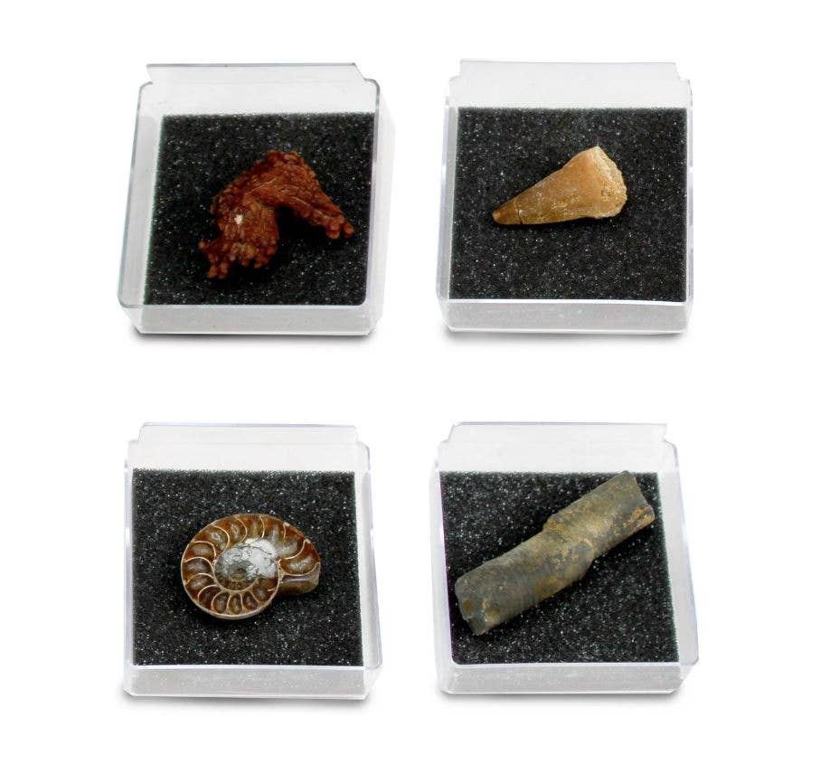 GEOWorld - The Nature Collections - Fossils Set #2