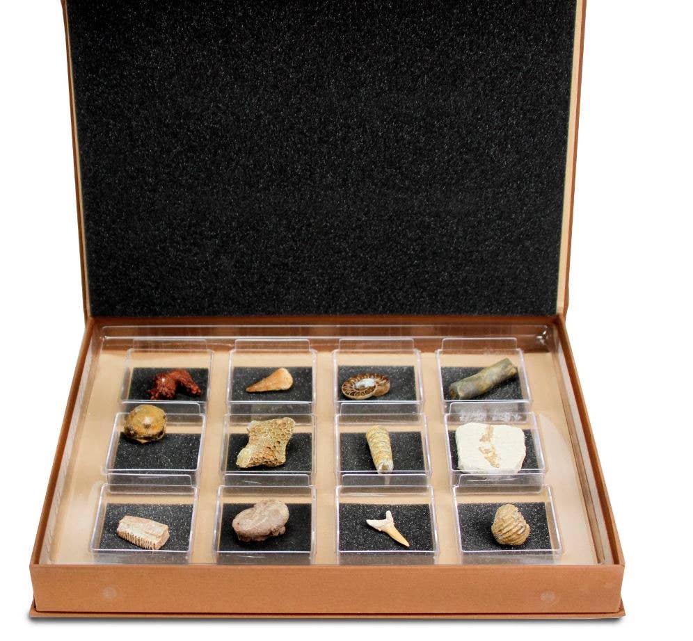 GEOWorld - The Nature Collections - Fossils Set #2