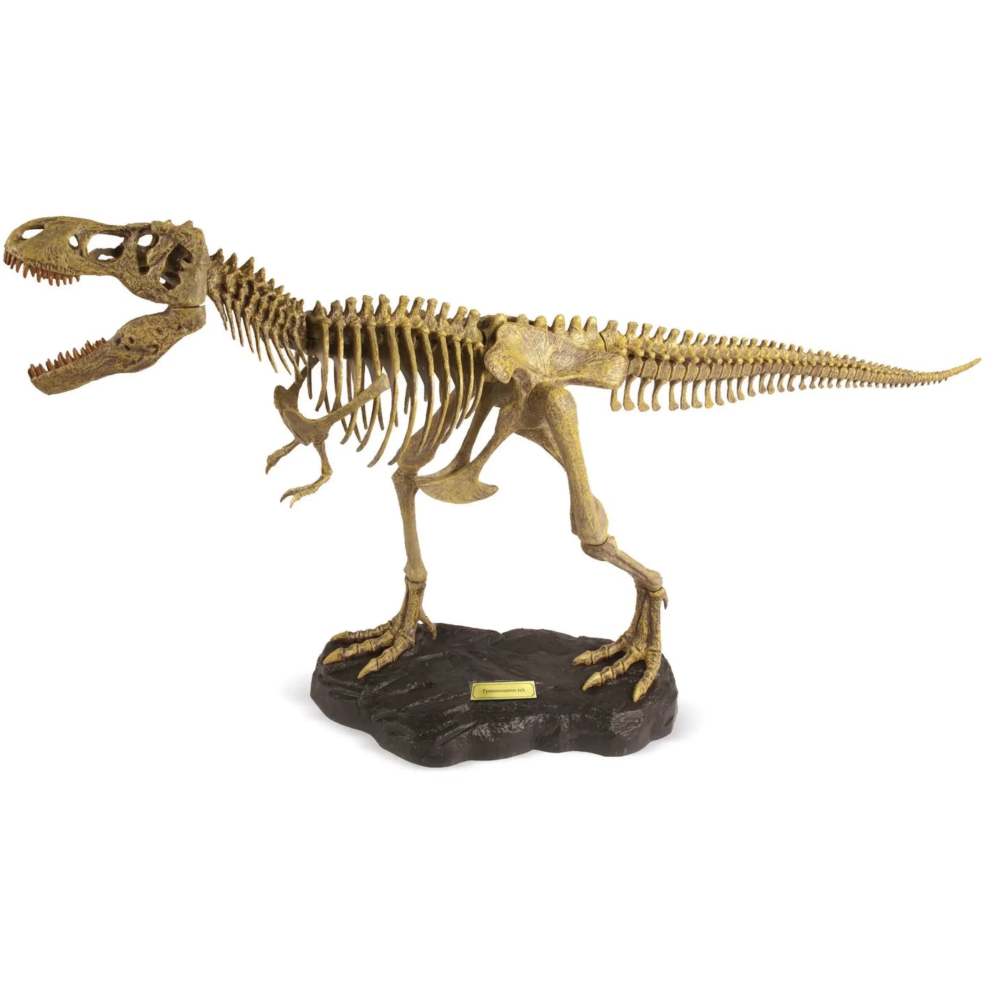 GEOWorld Paleo Expeditions - T. Rex Kit