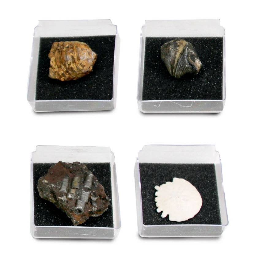 GEOWorld - The Nature Collections - Fossils Set #1