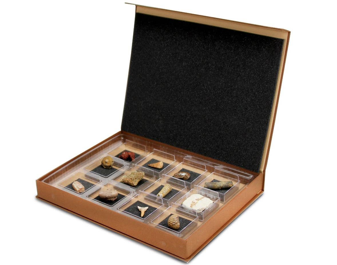 GEOWorld - The Nature Collections - Fossils Set #2