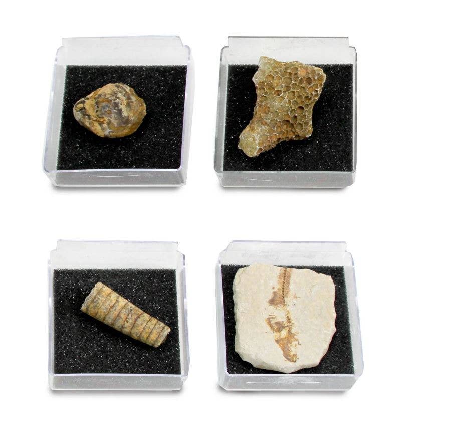GEOWorld - The Nature Collections - Fossils Set #2