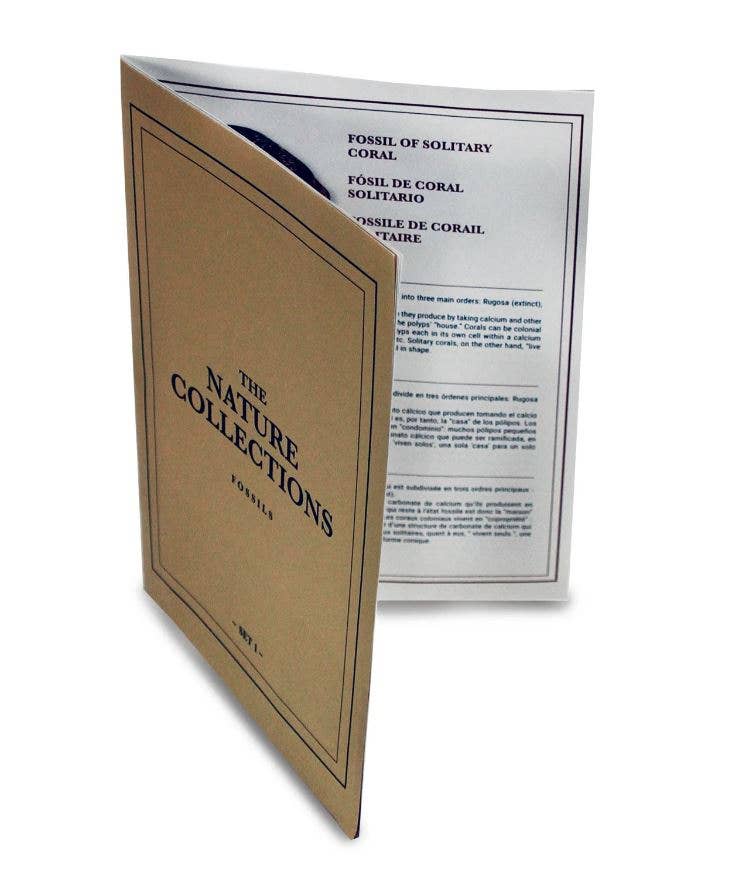 GEOWorld - The Nature Collections - Fossils Set #1