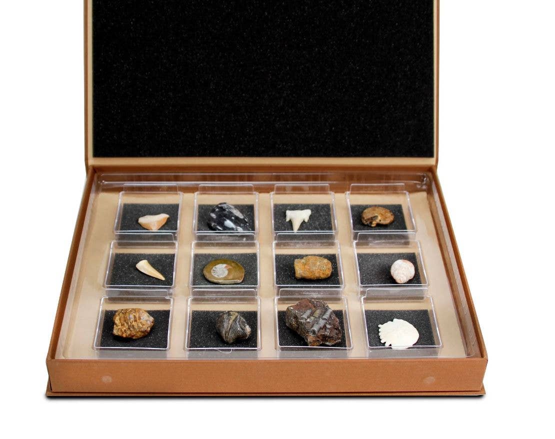 GEOWorld - The Nature Collections - Fossils Set #1