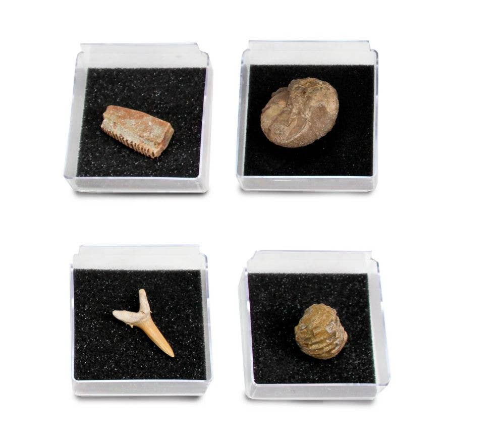 GEOWorld - The Nature Collections - Fossils Set #2