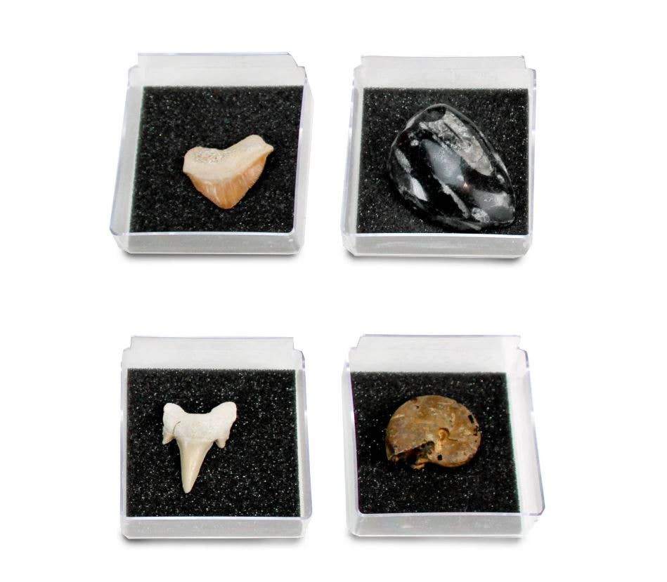 GEOWorld - The Nature Collections - Fossils Set #1